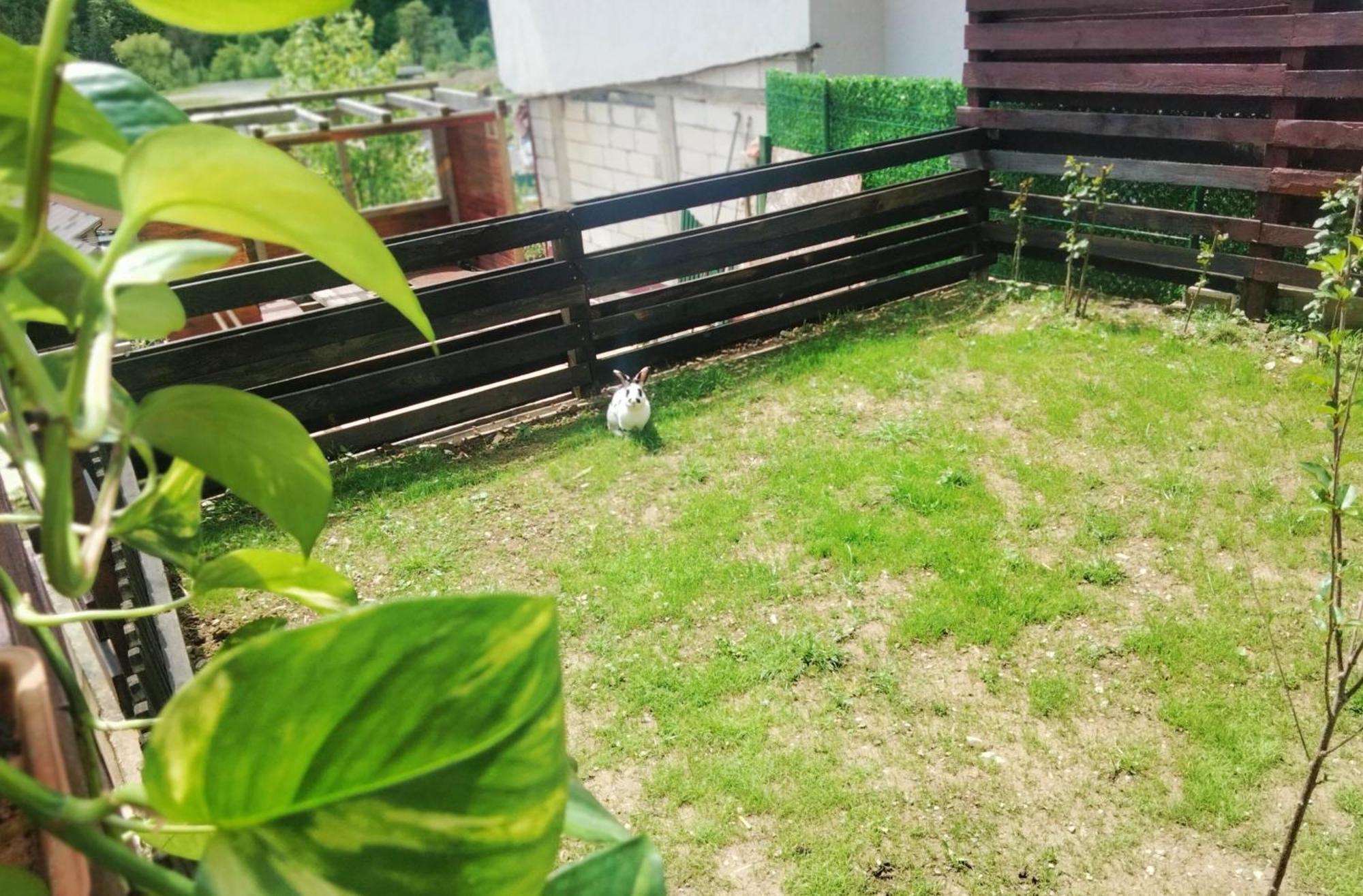 Doi Iepuri Apartment Azuga Luaran gambar
